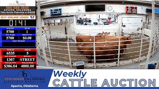APACHE LIVESTOCK AUCTION | 1,800+ Head Late-May Cattle Market Accelerator | 5.28.26