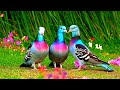 Birdsong in Forest & Relaxing Music | Peaceful Nature Sounds for Sleep, Study, and Stress Relief