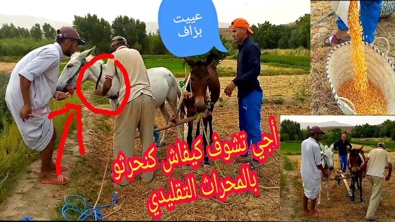 أجي تشوف كيفاش كنحرثو فالبلاد أملاكو كلميمة الراشيديةLe labour À Amellago Goulmima Errachidia vlog 2