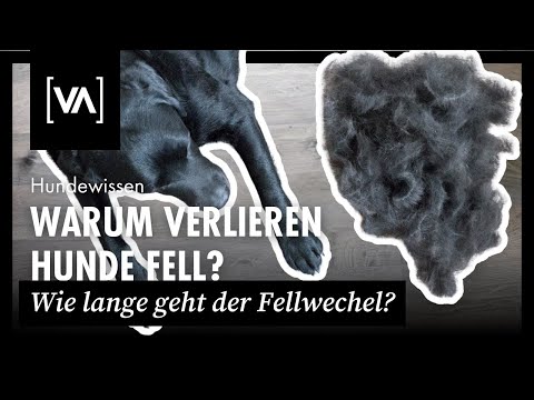 Video: Verlieren Hunde ihre Unterwolle?