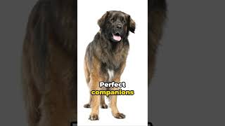 Meet the Majestic Leonberger  Gentle Giants of the Dog World