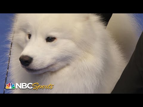 Video: The Westminster Kennel Club Dog Show