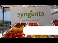 Syngenta vegetable seeds  growing together americas events