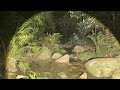 nightlife in the forest
