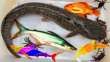 Kem Ốc Chanel ra bờ ao bắt cá mập Baby Shark, cá mập màu xanh, cứu con cua, cá vàng, cá trê, cá sấu.