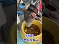 【激レア】イタグレの保護犬ソアラ