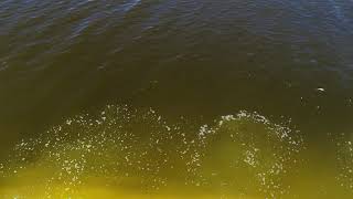 Florida's Water is Gross because of Red Tide