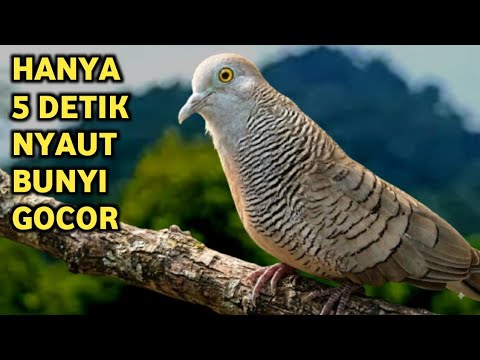 Perkutut Lokal Gacor Suara Super Kristal - Pancingan Malas Bunyi  (99%AMPUH BANGET)
