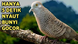 Perkutut Lokal Gacor Suara Super Kristal - Pancingan Malas Bunyi  (99%AMPUH BANGET)