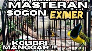 Masteran Sogon Materi Kolibri Manggar/Korlap Sejalur 100% jernih.
