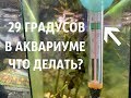 ЧТО ДЕЛАТЬ, ЕСЛИ ВОДА В АКВАРИУМЕ ВЫШЕ 30 ГРАДУСОВ? |  ПРОСТЫЕ СОВЕТЫ #1