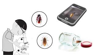 Know The Difference German Roaches Vs. Smoky Brown Roaches