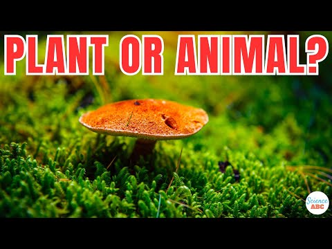 Video: Ako sú huby podobné protistom podobné hubám?