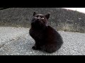 道端ですれ違った子猫の黒猫が可愛過ぎる