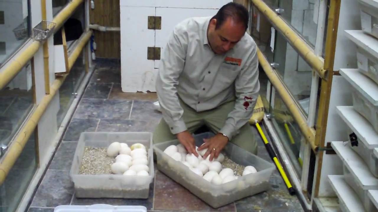 bleeding gums hiv Just a Little Blood