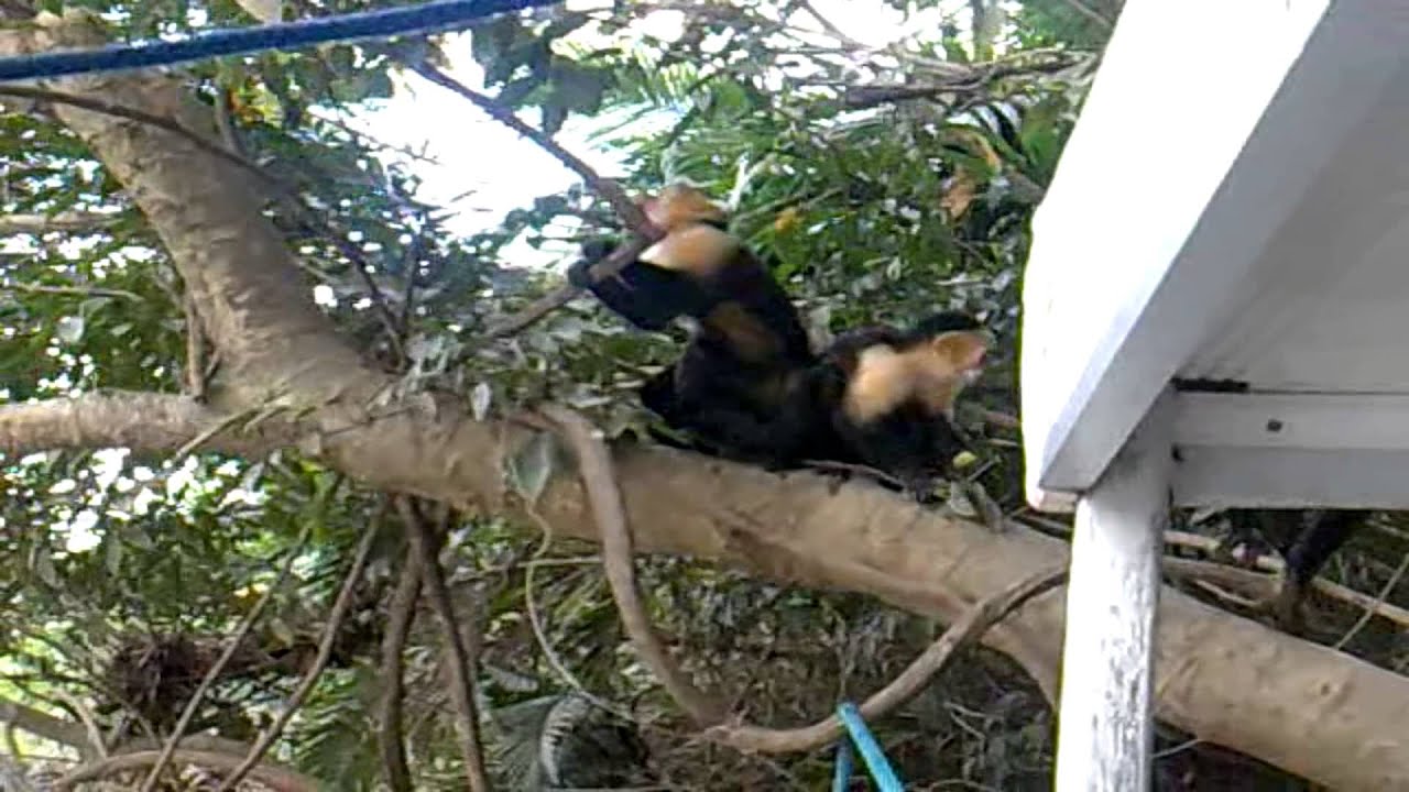 Zipline & Wildlife tour YouTube