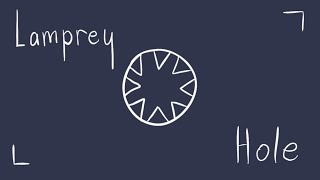 Lamprey Hole - A Lil’ Animation