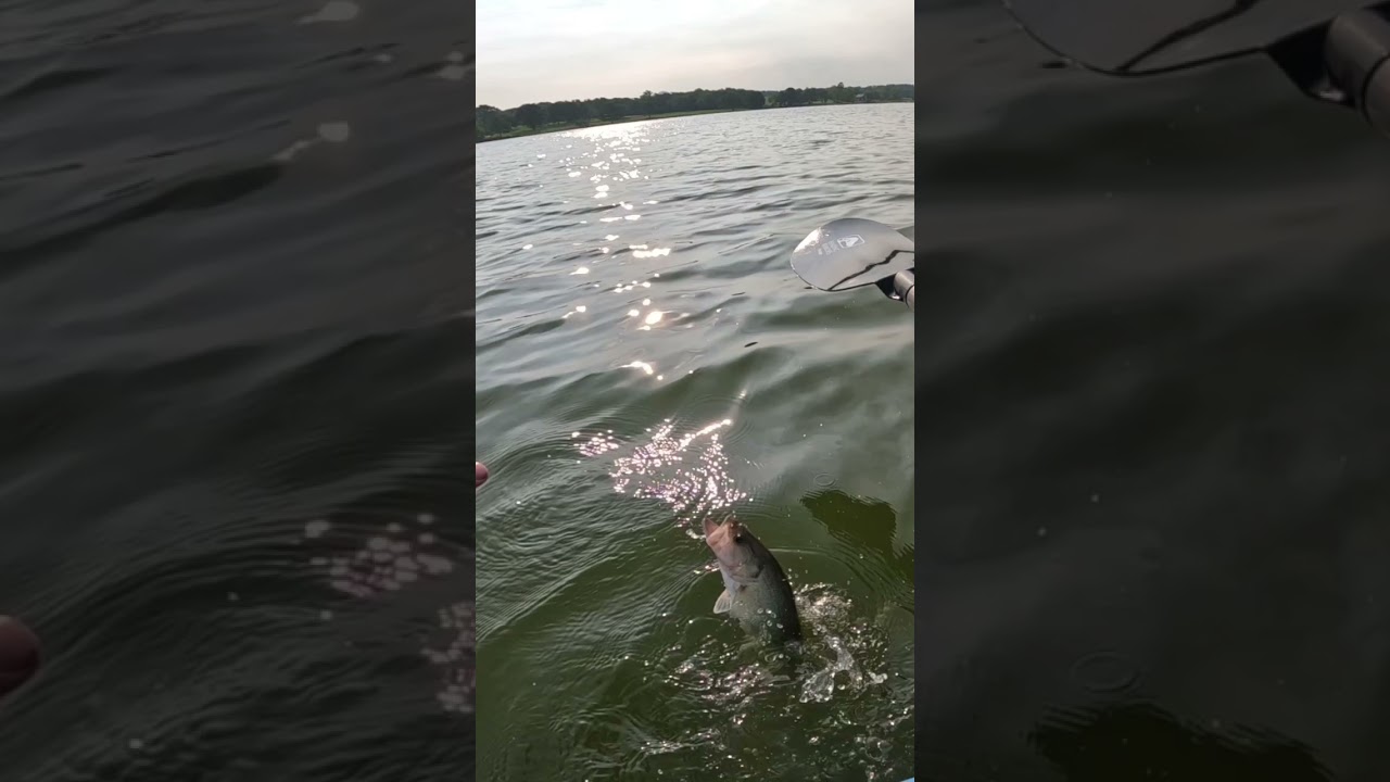 Fish walks on the water! 
