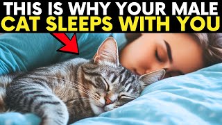 If Your MALE Cat Sleeps With You, Hes Trying To Tell You This...
