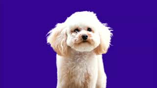 Fast, highly effective database security using searchable encryption (without the yak shave)