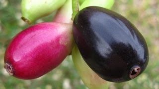 Growing Jamun Plant from seed and its transplantation