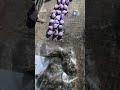 FGR localiza túnel entre Tijuana y San Diego usado para tráfico #shorts