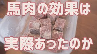 馬肉とドッグフードの半々１ヶ月生活の結果