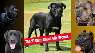 21 Fascinating Cane Corso Mixes: Unleash The Ultimate Canine Companions! 🐾