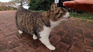 人を見ると自分からモフられにくる公園の野良猫が可愛過ぎる