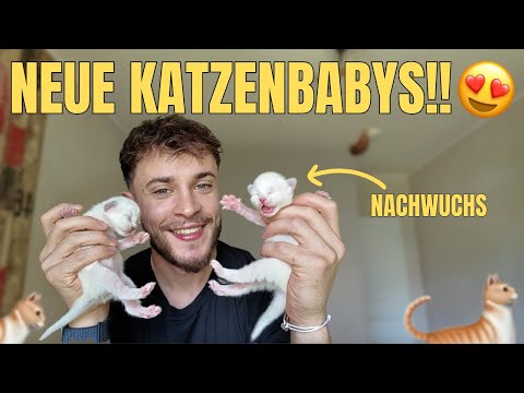 Unsere Katze hat Babys bekommen 🐱 das süßeste, was du heute sehen wirst!