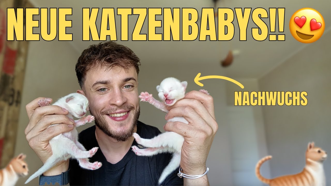 Unsere Katze hat Babys bekommen 🐱 das süßeste, was du heute sehen wirst!