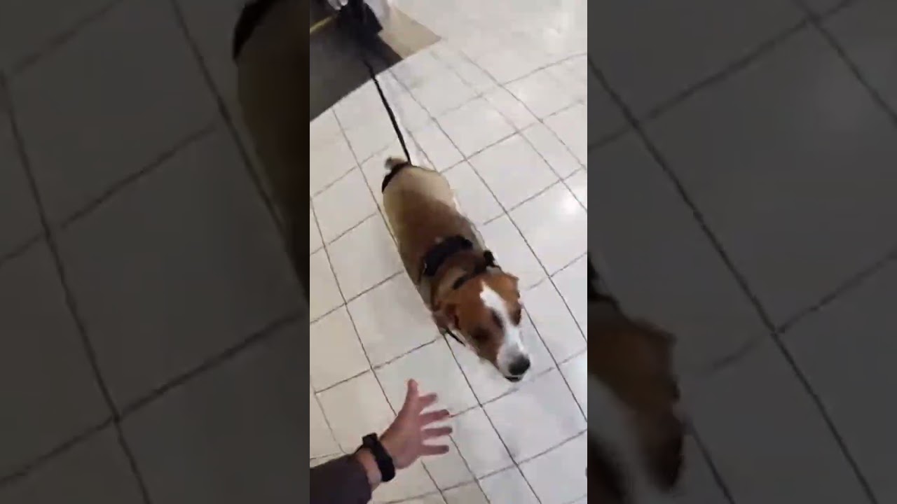 DOG CAUGHT IN ESCALATOR SAVED ❤️
