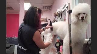 Ever Seen A Cotton Candy Standard Poodle by Pawsh Dog House 314 views 2 years ago 3 minutes, 41 seconds