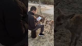 Drawing Deer In Nara Park In Japan! 🦌