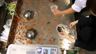 Japanese fish catching game screenshot 3