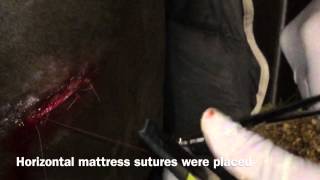 Stitching A Skin Wound In A Horse