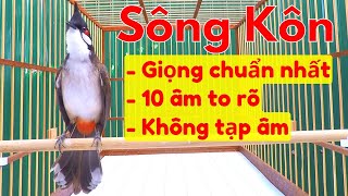 Chào Mào Sông Kôn | Luyện Giọng Chào Mào Sông Kôn Chuẩn Nhất 2022 | luyen giong chao mao song kon