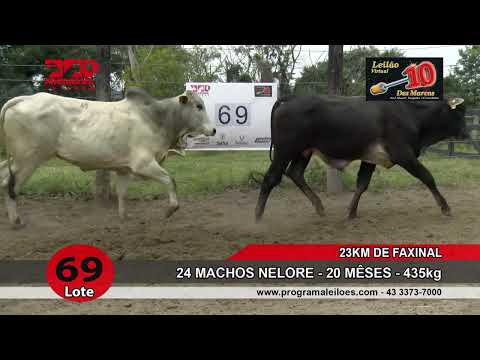 Lote 69