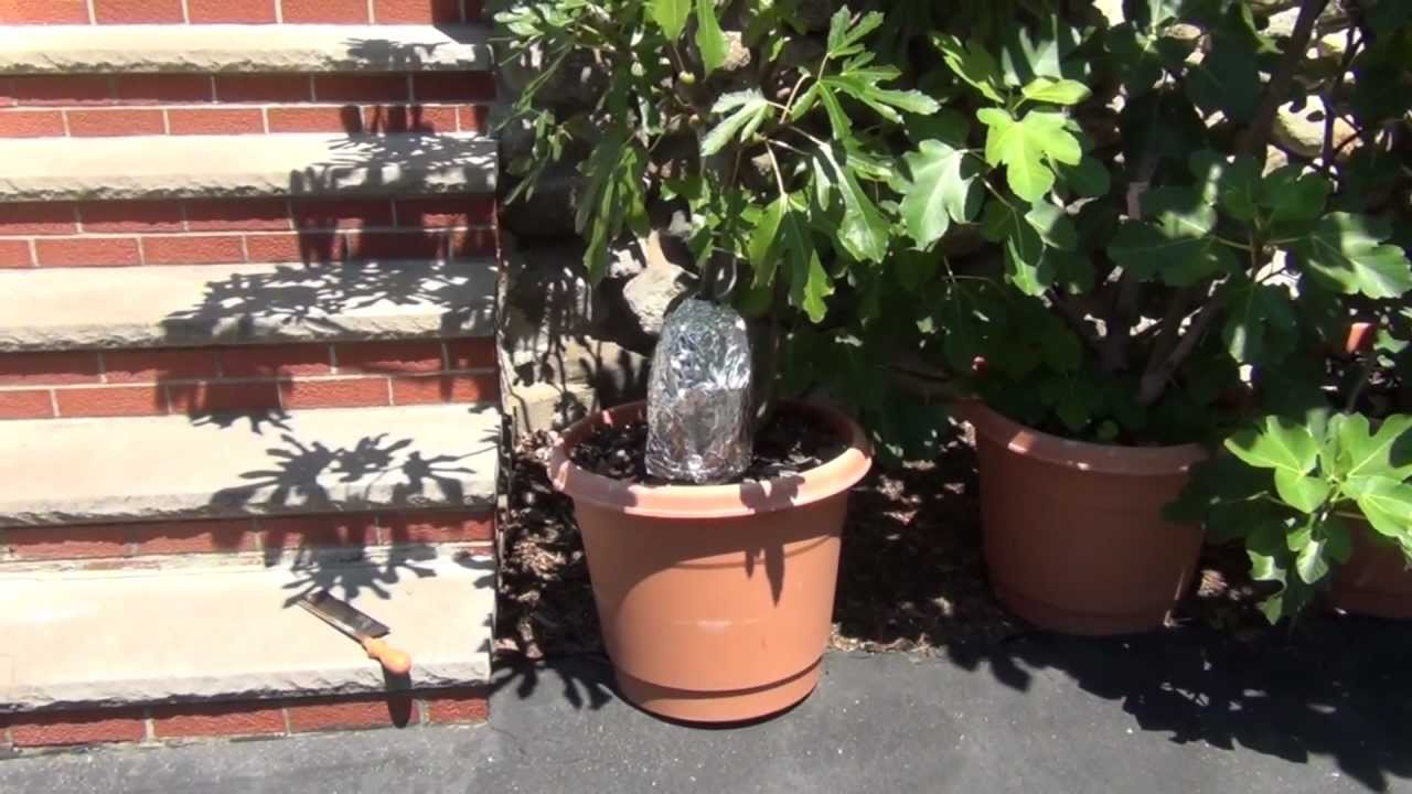 Completed Fig Tree Air Layer