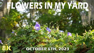 Flowers in my yard in Tarpon Springs October 6, 2023. by FurFeathersandFlowers 760 views 7 months ago 1 minute, 29 seconds