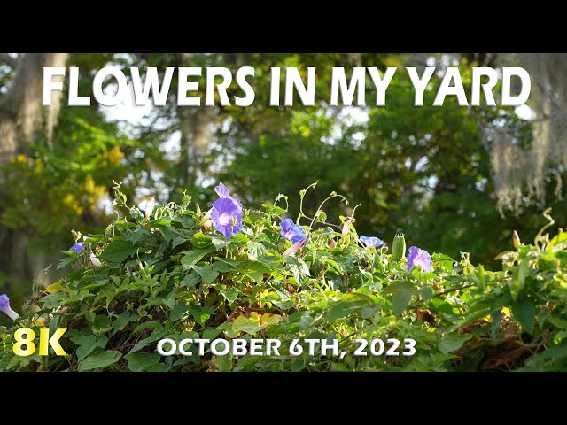 Flowers in my yard in Tarpon Springs October 6, 2023. class=