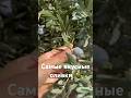 СЕЗОН ОЛИВОК В ТУРЦИИ 🫒Как выбрать самые вкусные оливки и маслины 😋👍