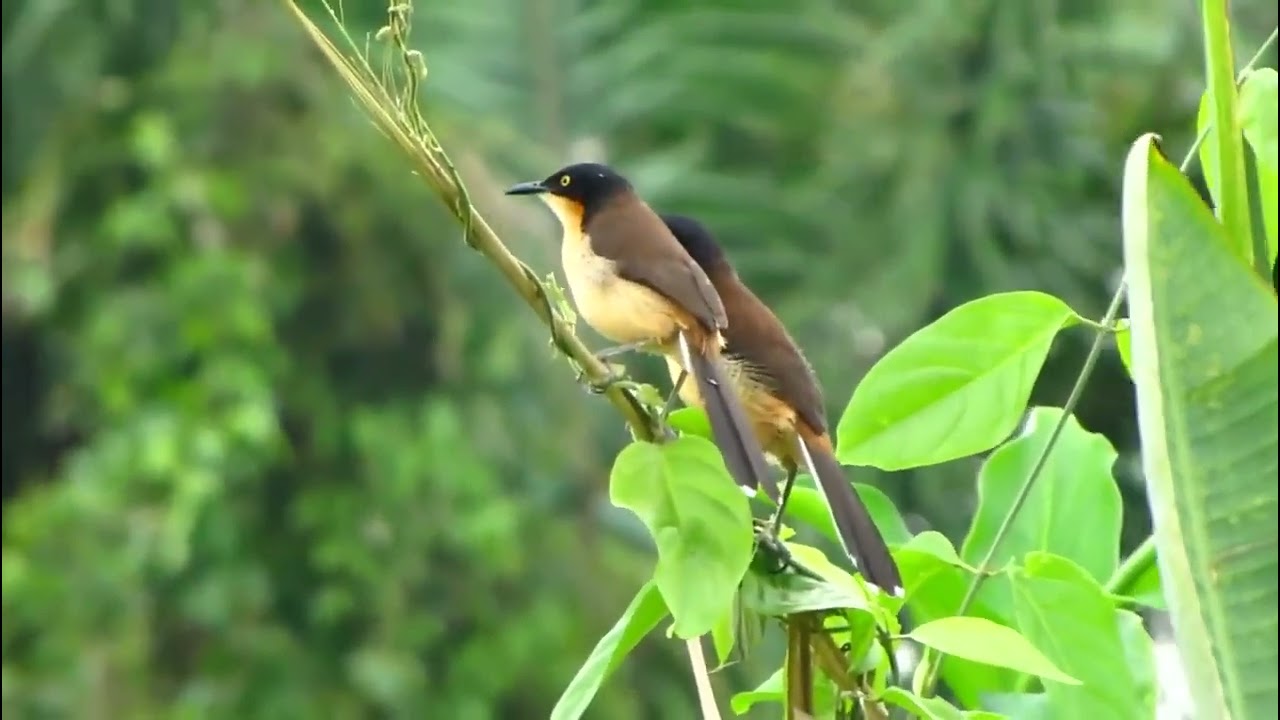 Black capped Donacobius  Donacobius atricapilla