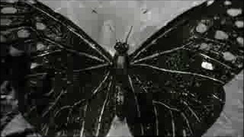 The Octopus Project "An Evening with Rthrtha" (Official Music Video)