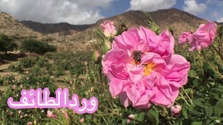 كيف يتم إنتاج الورد الطائفي 2018  | How to produce Taif roses