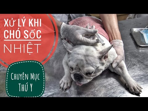 Video: Khi chó đi vào nhiệt?