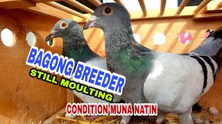 MERON NA NAMAN TAYONG BAGO BREEDERS|HEREMANS-CEUSTERS|BREEDING SEASON|KALAPATI|PIGEON RACING