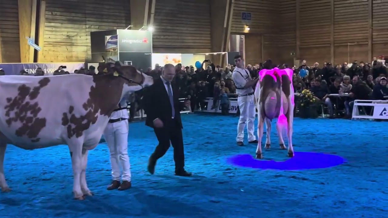 Champion Red Holstein Expo Bulle 2025