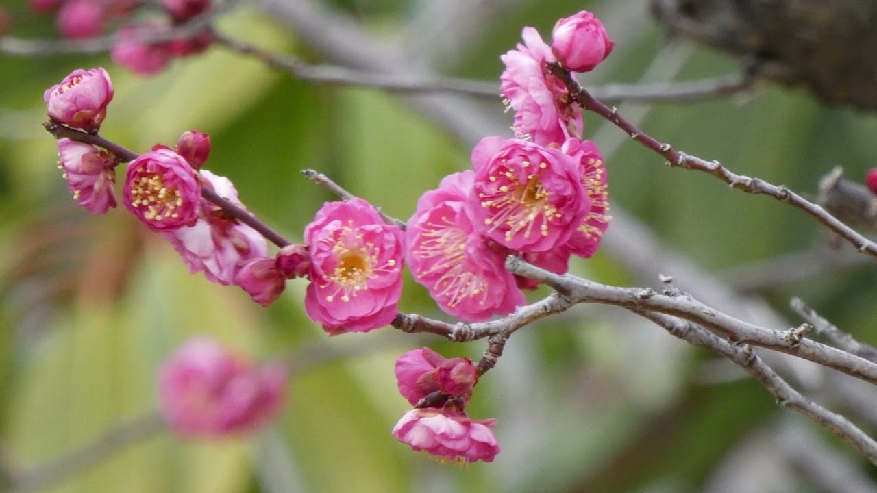 早咲の梅の花（鶴見緑地公園）