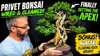 The Apex Made ALL the Difference! Privet Bonsai Transformation